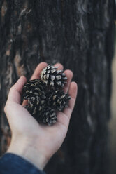 Cropped hand of woman holding pine cones by tree trunk in forest - CAVF57712