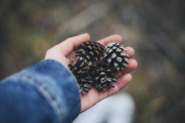 Abgeschnittene Hand einer Frau, die Tannenzapfen im Wald hält - CAVF57713