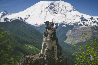 Dog looking away while sitting on tree stump against snowcapped mountains - CAVF57724