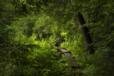 Promenade inmitten von Bäumen im Wald des Adirondack State Park - CAVF57750