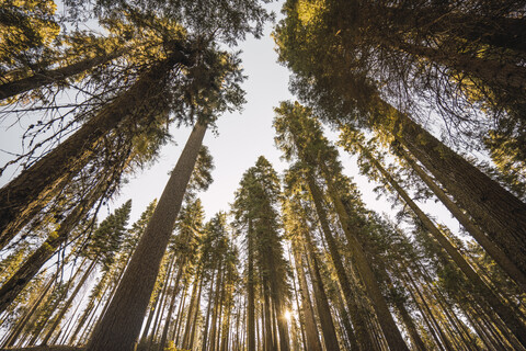 USA, Kalifornien, Yosemite-Nationalpark, Mariposa, Mammutbäume, lizenzfreies Stockfoto