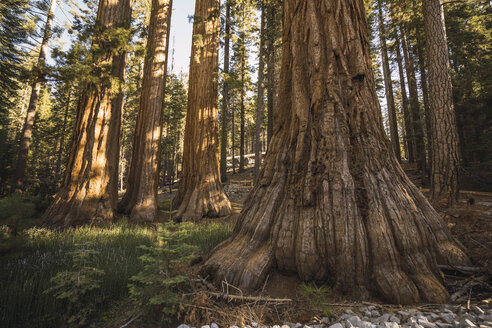 USA, Kalifornien, Yosemite-Nationalpark, Mariposa, Mammutbäume - KKAF03040
