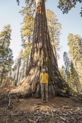 USA, Kalifornien, Yosemite-Nationalpark, Mariposa, Mann steht an Mammutbaum, lizenzfreies Stockfoto