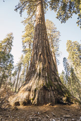 USA, California, Yosemite National Park, Mariposa, sequoia tree - KKAF03045