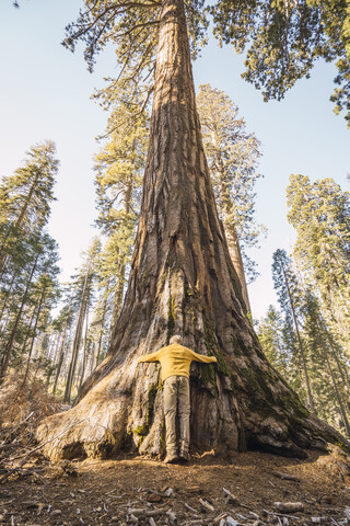 USA, California, Yosemite National Park, Mariposa, man hugging sequoia tree stock photo
