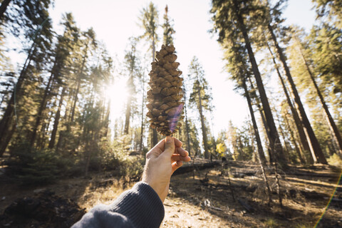 USA, Kalifornien, Yosemite National Park, Mariposa, Hand hält Zapfen im Mammutbaumwald, lizenzfreies Stockfoto