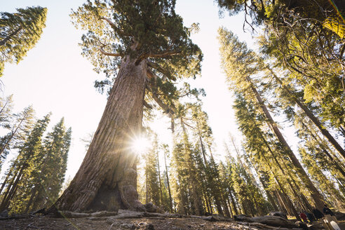 USA, California, Yosemite National Park, Mariposa, sequoias - KKAF03048