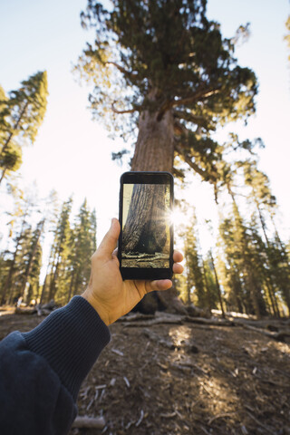 USA, Kalifornien, Yosemite National Park, Mariposa, Hand, die ein Handy-Foto von einem Mammutbaum macht, lizenzfreies Stockfoto