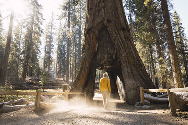 USA, California, Yosemite National Park, Mariposa, man walking through hollow sequoia tree - KKAF03053