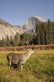 USA, Kalifornien, Yosemite National Park, Hirsche auf einer Wiese mit El Capitan im Hintergrund - KKAF03061