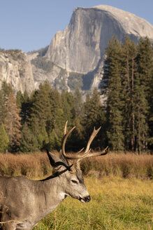 USA, Kalifornien, Yosemite National Park, Hirsche auf einer Wiese mit El Capitan im Hintergrund - KKAF03062