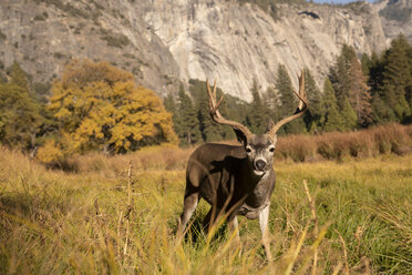 USA, Kalifornien, Yosemite-Nationalpark, Porträt eines Rehs auf einem Feld - KKAF03063