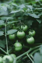 High angle close-up of tomatoes growing on tree - CAVF57831