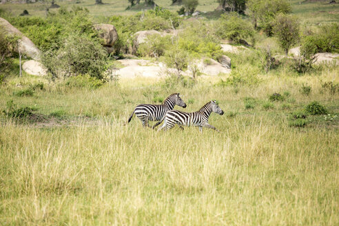 Seitenansicht von Zebras, die auf einem Feld im Serengeti-Nationalpark laufen - CAVF57870