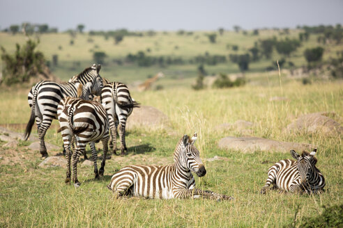 Zebras auf einer Wiese im Serengeti-Nationalpark an einem sonnigen Tag - CAVF57871