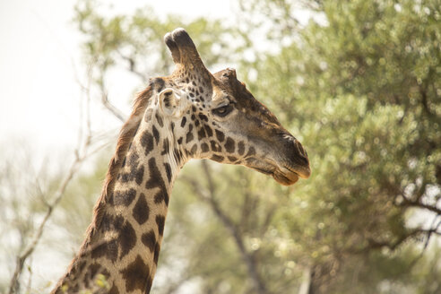 Seitenansicht einer Giraffe vor Bäumen im Serengeti-Nationalpark - CAVF57875
