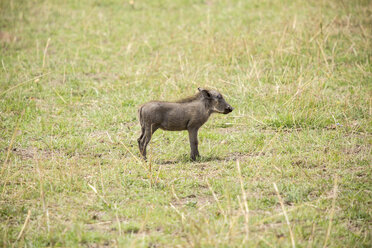 Seitenansicht eines Warzenschweins auf einem Feld im Serengeti-Nationalpark - CAVF57876