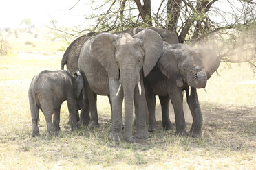 Elefanten in voller Länge auf einem Feld im Serengeti-Nationalpark - CAVF57883