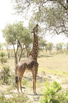 Seitenansicht einer Giraffe auf einem Feld im Serengeti-Nationalpark - CAVF57884