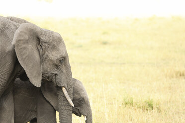 Elefant mit Kalb auf einem Feld im Serengeti-Nationalpark - CAVF57885