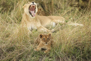 Löwenjunges mit Löwin beim Entspannen auf einer Wiese im Serengeti-Nationalpark - CAVF57886