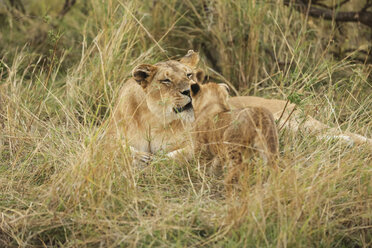 Nahaufnahme eines Löwenjungen mit einer Löwin auf einem Feld im Serengeti-Nationalpark - CAVF57887