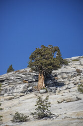 Baum auf Felsen gegen klaren blauen Himmel - CAVF57931