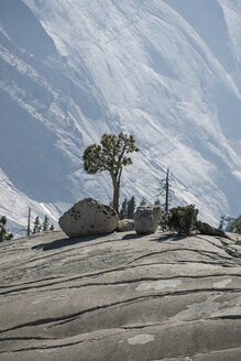 Baum auf Felsen gegen Berge - CAVF57932