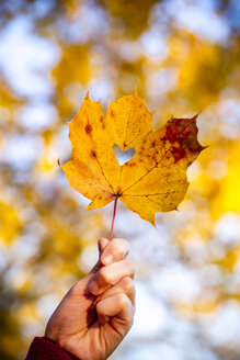 Mädchenhand hält Herbstblatt mit herzförmigem Loch - SARF04001