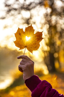 Girl's hand holding autumn leaf with heart-shaped hole at sunset - SARF04003