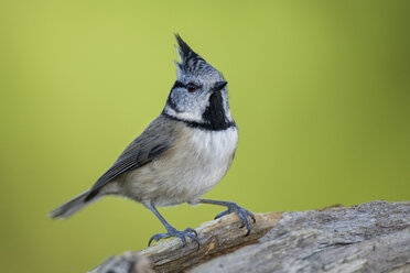 Portrait of crested tit - MJOF01617