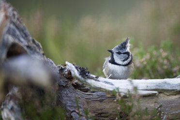 Crested tit - MJOF01619