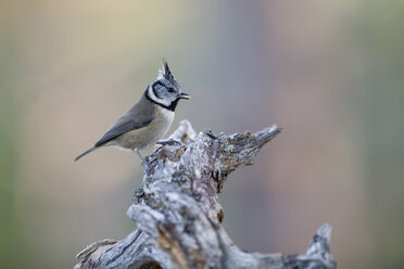 Crested tit with food - MJOF01622