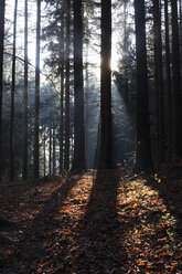 Germany, sunlight in the forest in autumn - JTF01148