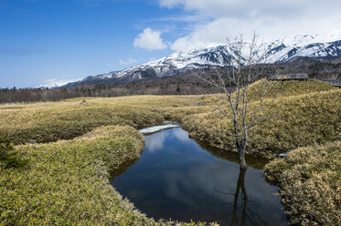 Hokkaido, Shiretoko-Nationalpark, Feld mit Veitch-Bambus im Gebiet der Shiretoko-Goko-Seen - RUNF00312