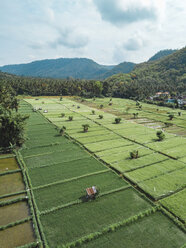 Indonesien, Bali, Candidasa, Luftaufnahme von Reisfeldern - KNTF02487