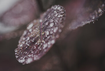 Close-up of dew drops on leaves - CAVF57978