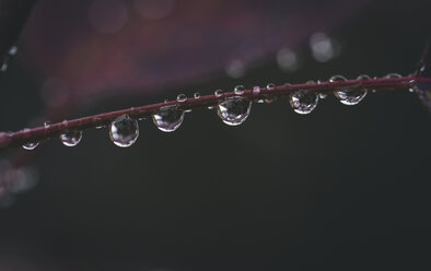 Close-up of dew drops on plant - CAVF57979