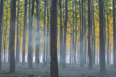 Herbstbäume auf einem Feld bei nebligem Wetter - CAVF57987