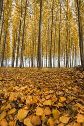 Herbstbäume auf einem Feld im Wald - CAVF57990