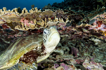 Green Sea Turtle (Chelonia mydas) swimming underwater - CAVF58104