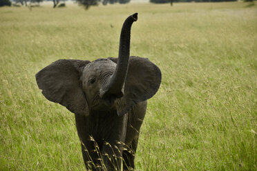 Elephant calf trumpeting while standing on grassy field - CAVF58105