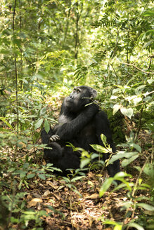 Schimpanse schaut weg, während er sich auf einem Feld inmitten von Pflanzen im Wald entspannt - CAVF58214