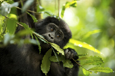 Nahaufnahme eines Schimpansen, der eine Pflanze im Wald frisst - CAVF58216