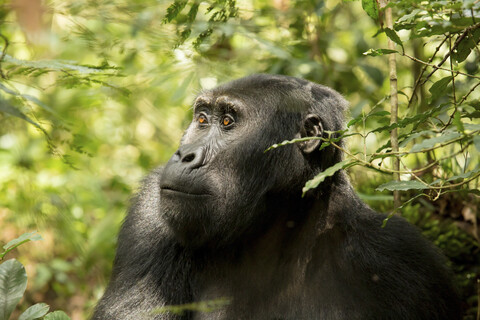 Schimpanse schaut weg, während er inmitten von Pflanzen im Wald sitzt, lizenzfreies Stockfoto