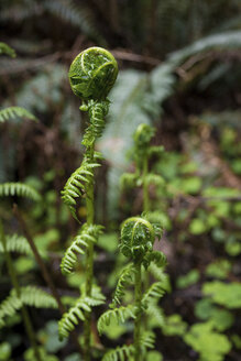 Nahaufnahme von Farnen, die in Redwood National und State Parks wachsen - CAVF58220