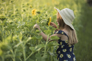 Seitenansicht eines Mädchens mit Hut, das mit einer Sonnenblume auf einem Feld spielt - CAVF58269