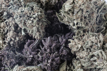 Nahaufnahme einer trockenen Cannabispflanze - CAVF58300