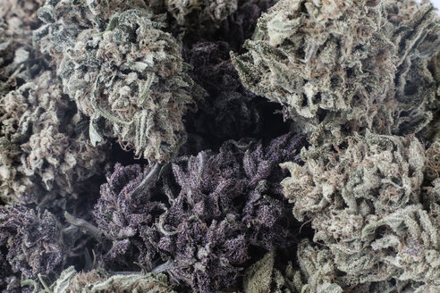 Nahaufnahme einer trockenen Cannabispflanze - CAVF58300