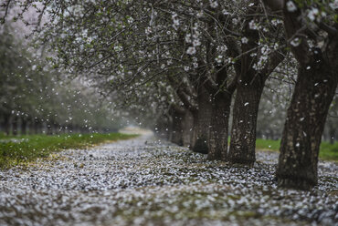 Scenic view of trees at park during snowfall - CAVF58309